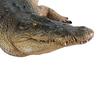 Design Toscano Tropical Wetlands Crocodile Statue NE80123